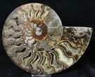 Split Agatized Ammonite - Million Years #18828-2